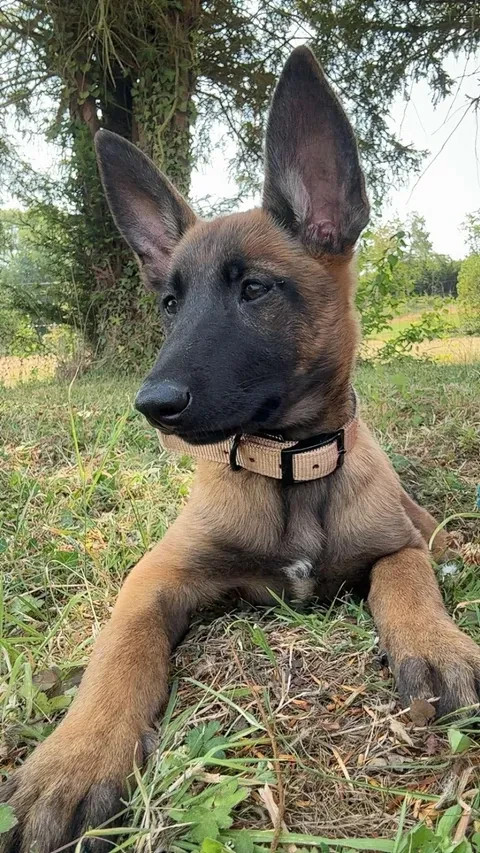 Chiot disponible à l'adoption !