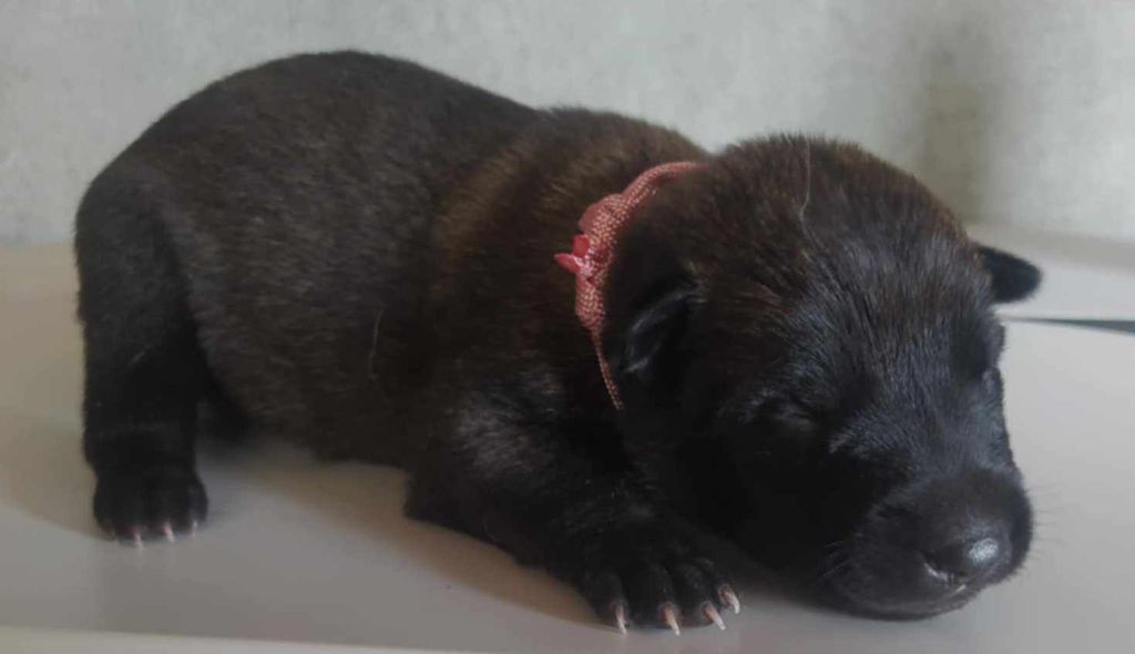 Chiots de Tasha nés le 07 mars 2025