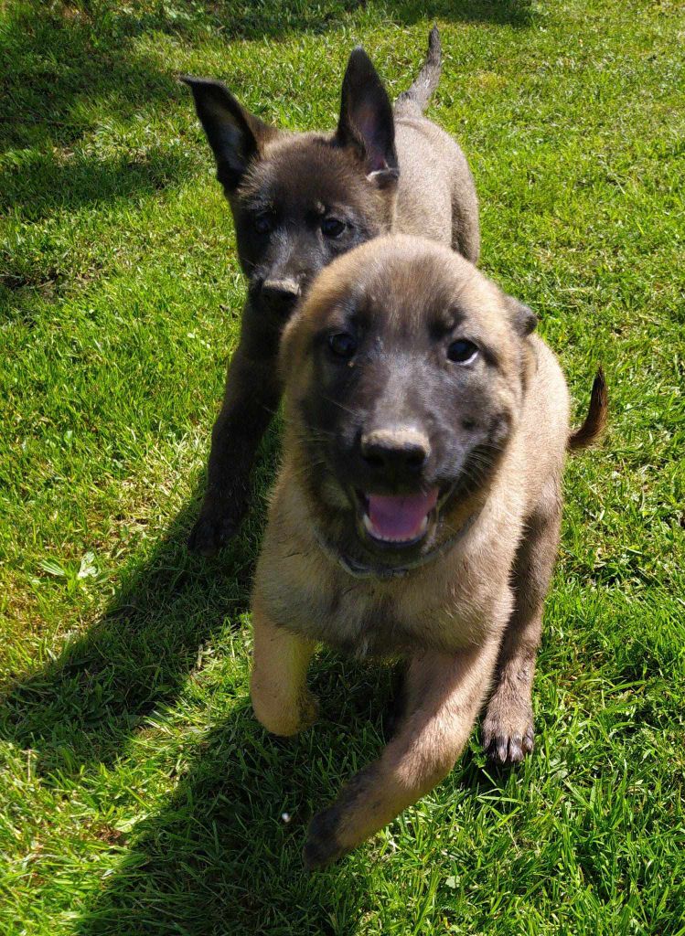 Chiots de Tasha nés le 17 avril 2024