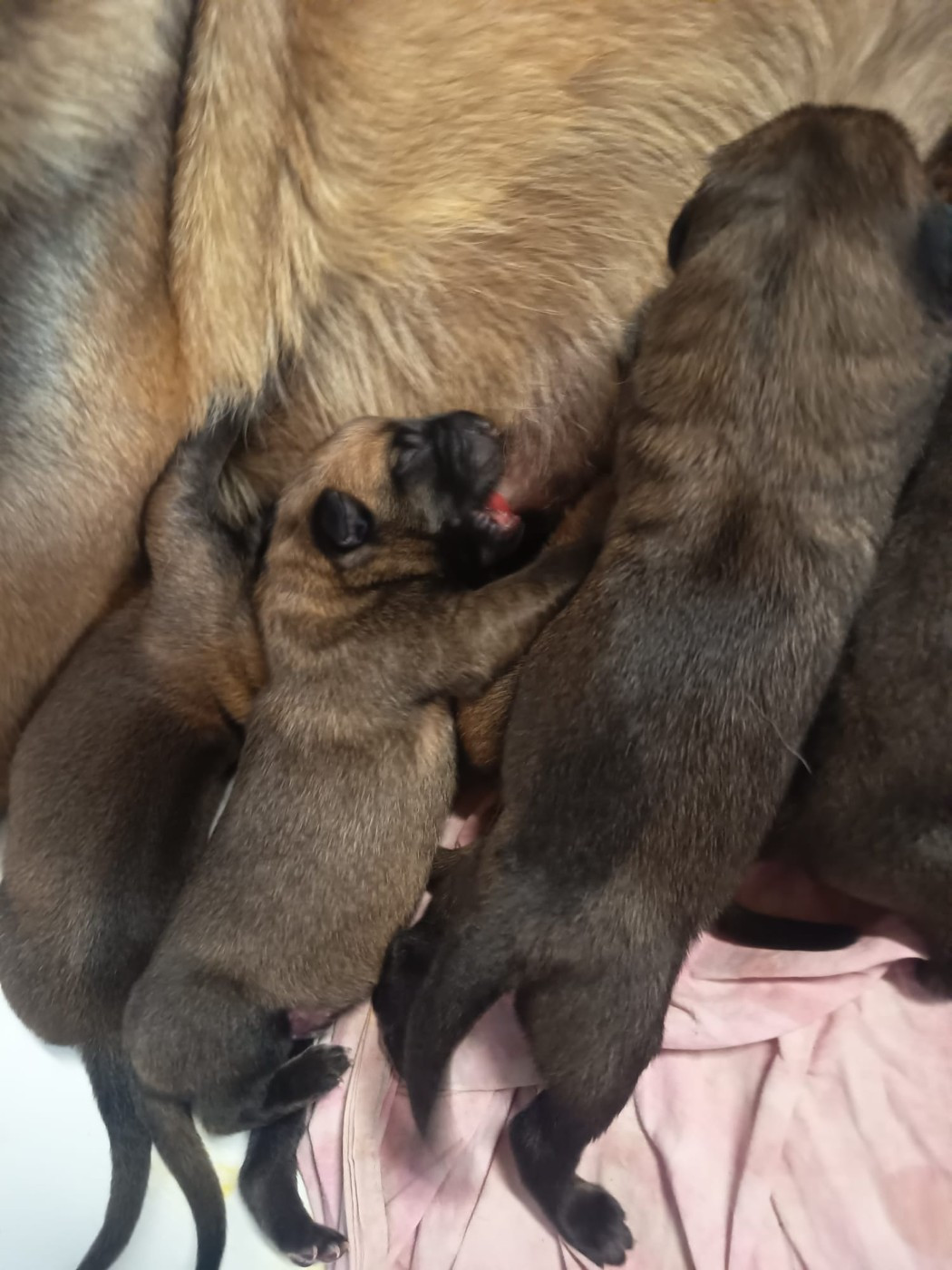 De La Trissonière - Chiots disponibles - Berger Belge